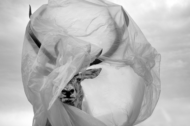 Yas Tutmayı Unutmak ya da Bülbüllerin Bitmeyen Geğirtisi